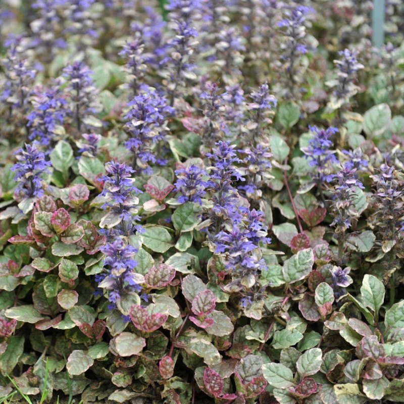 Ajuga Reptans Atropurpurea