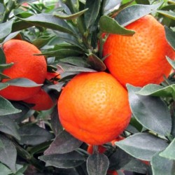 Citrus clementina