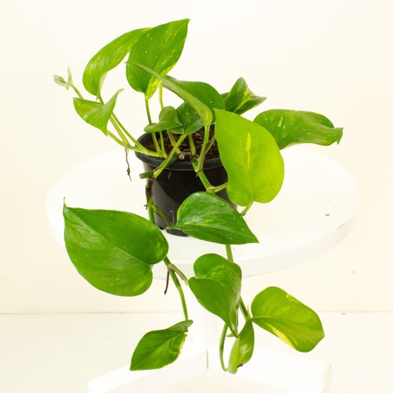 Epipremnum aureum