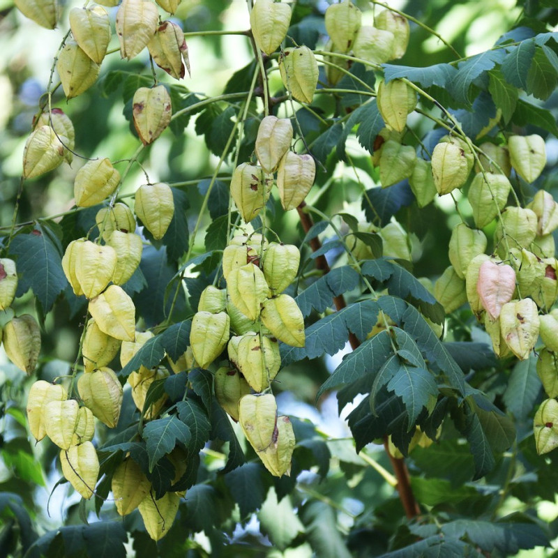 Koelreuteria Paniculata Koelreuteria Paniculata