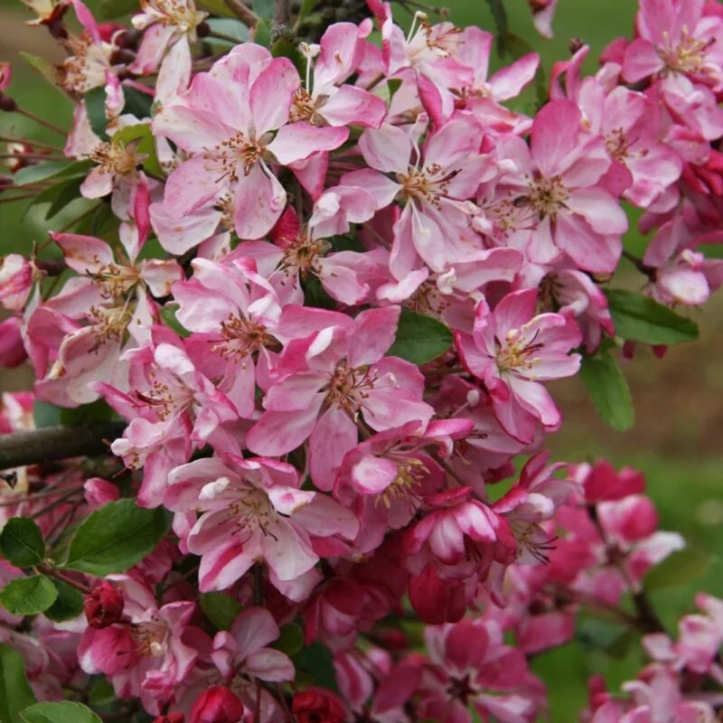 Malus floribunda