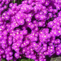 Mesembryanthemum cooperi