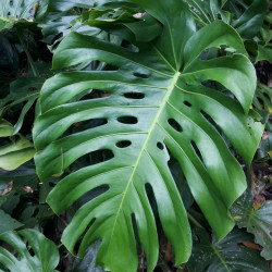 Monstera deliciosa