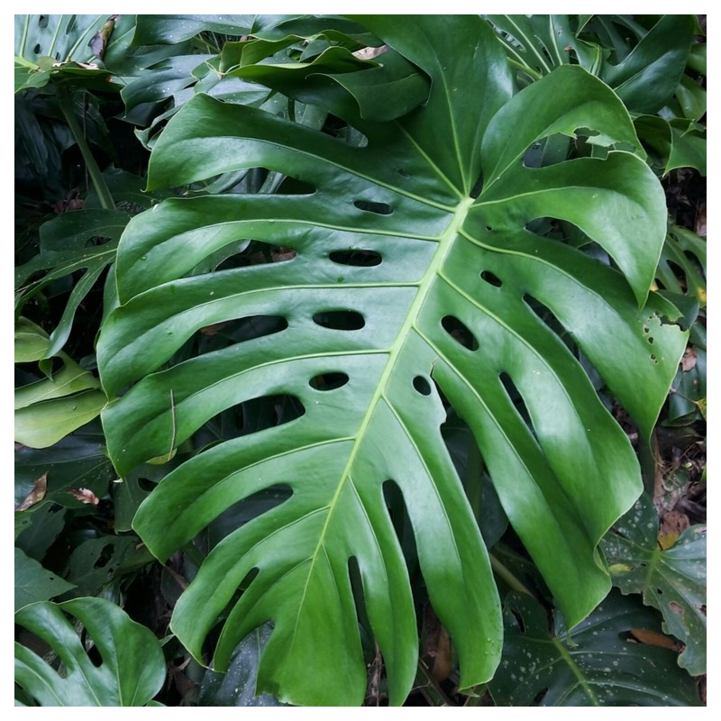 Monstera deliciosa