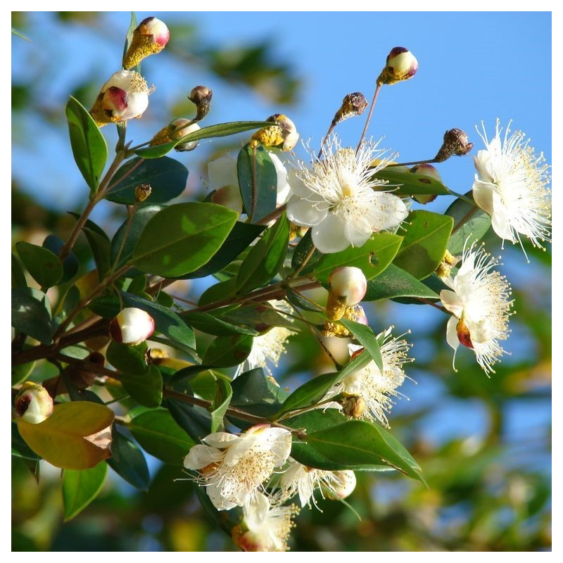 Myrtus communis