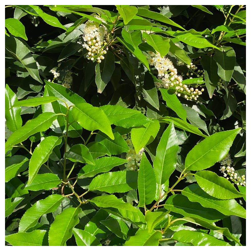 Prunus lusitanica