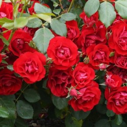 Rosa 'Floribunda'