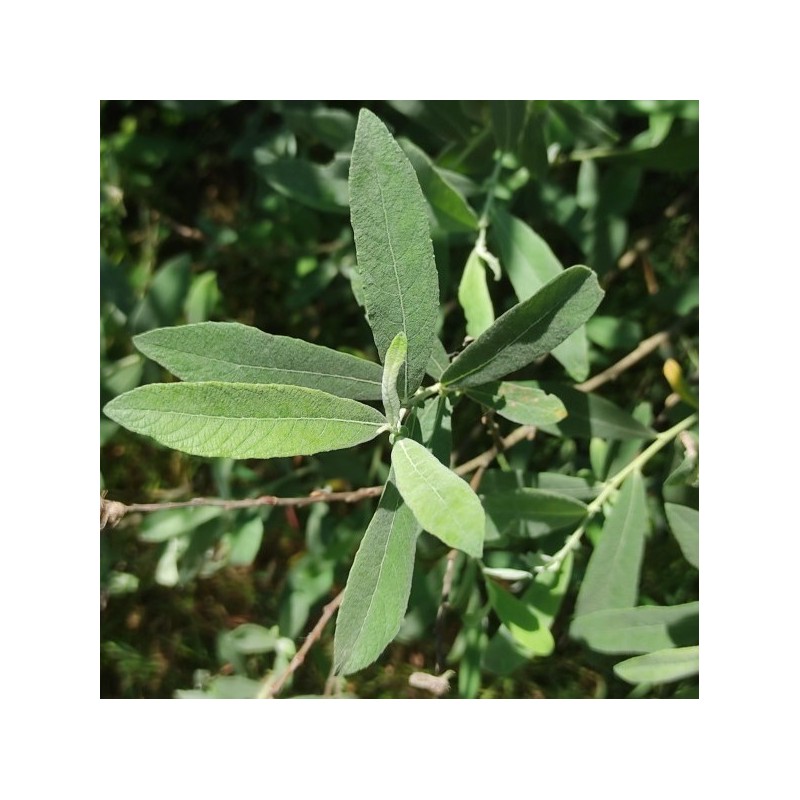 Salix salvifolia