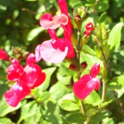 Salvia grahamii