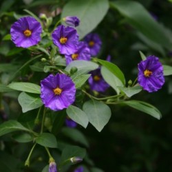 Solanum rantonnelii
