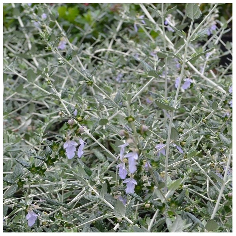 Teucrium fruticans