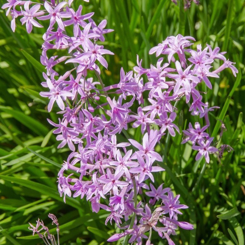 Tulbaghia violacea