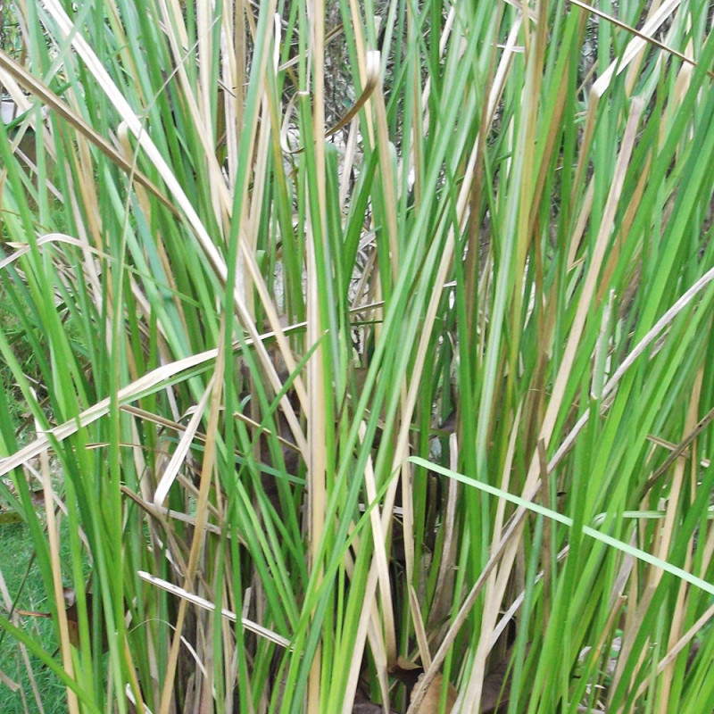 Vetiveria zizanioides