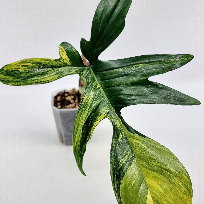 Philodendron 'Florida Beauty'