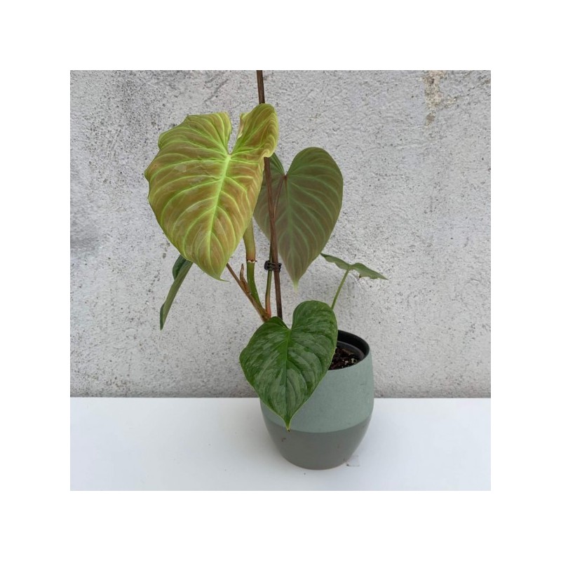 Philodendron 'Majestic'