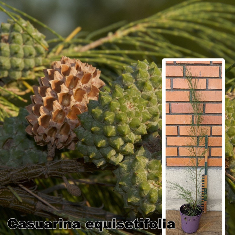 Casuarina equisetifolia