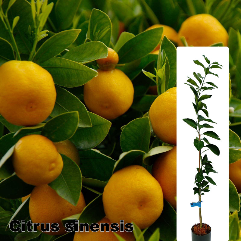 Citrus sinensis