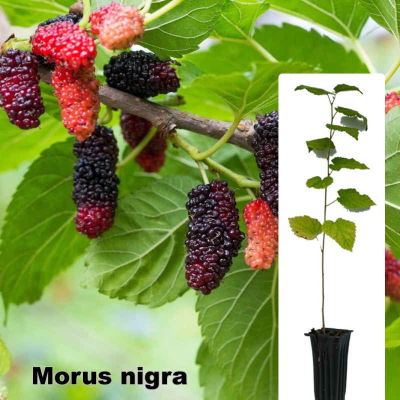 Morus nigra