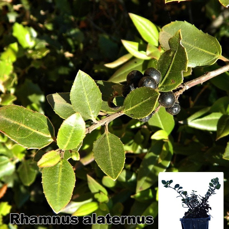 Rhamnus alaternus