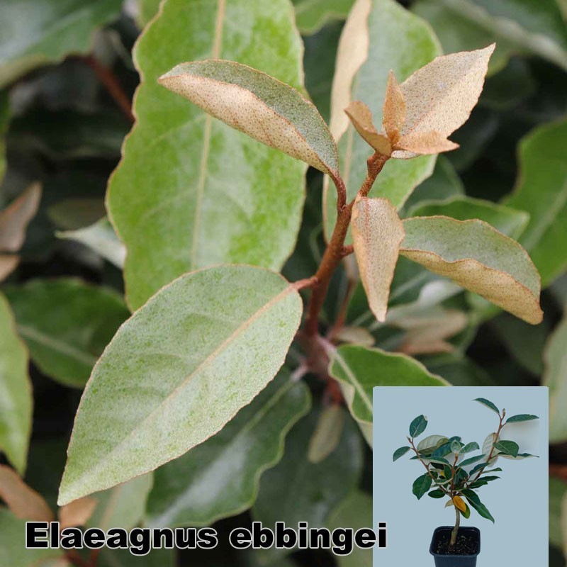 Elaeagnus ebbingei