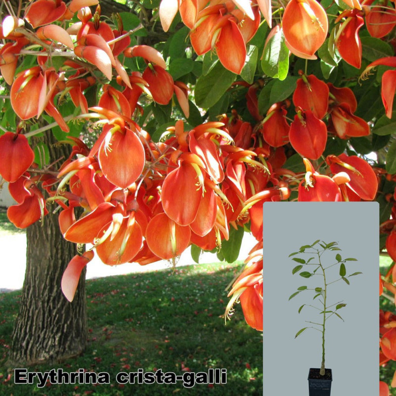 Erythrina crista-galli