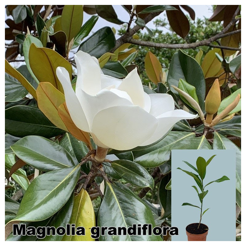 Magnolia grandiflora