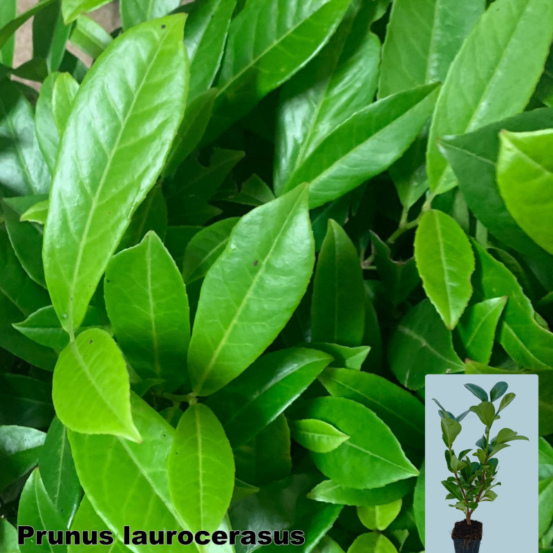 Prunus laurocerasus