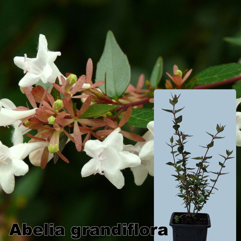 Abelia grandiflora