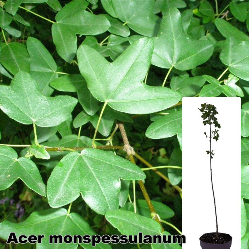 Acer monspessulanum