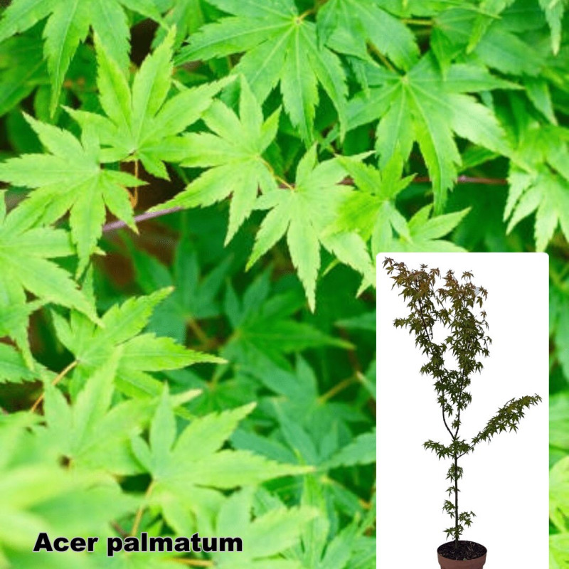 Acer palmatum