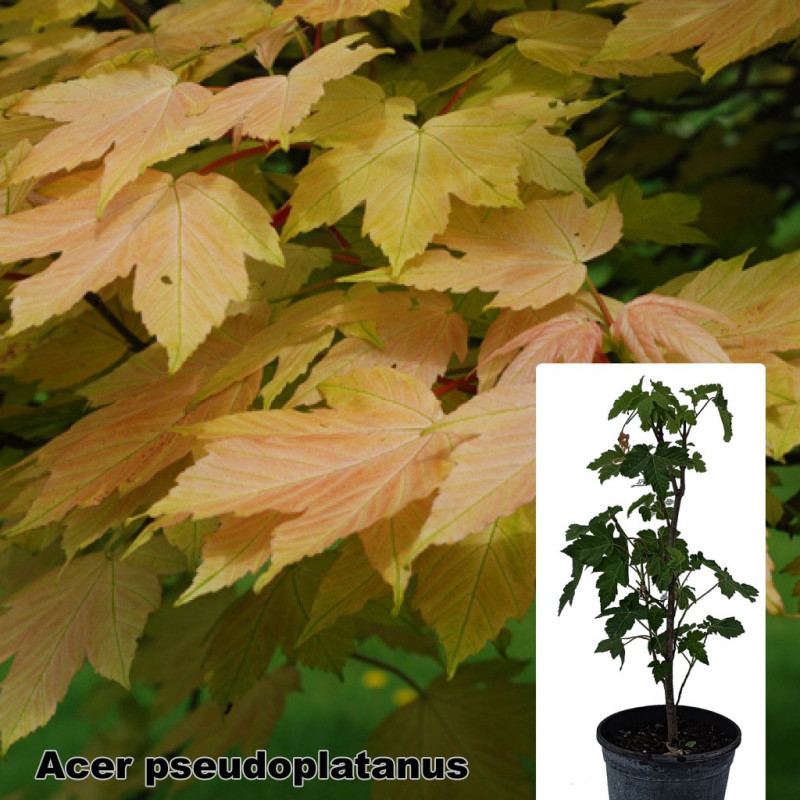 Acer pseudoplatanus