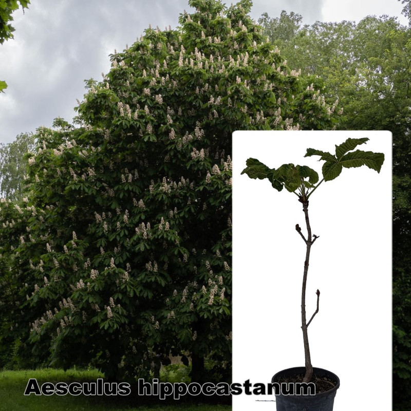 Aesculus hippocastanum