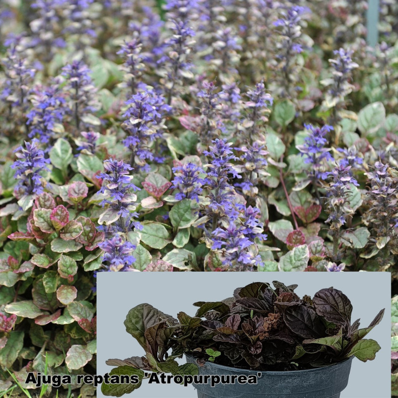 Ajuga reptans 'Atropurpurea'