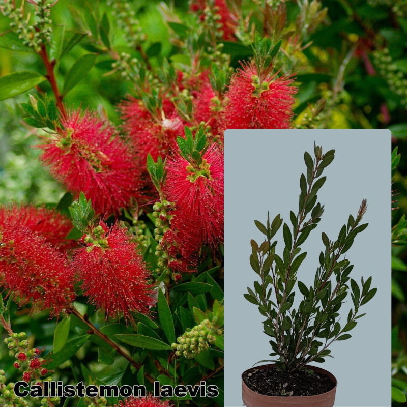 Callistemon laevis