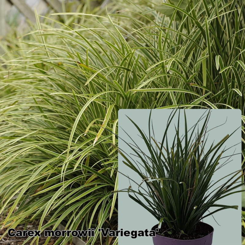Carex morrowii 'Variegata'