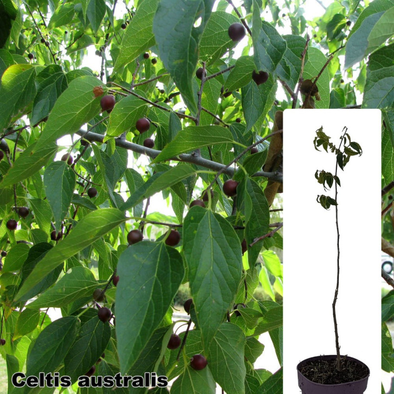 Celtis australis