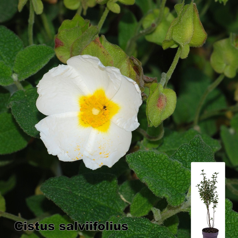 Cistus salviifolius