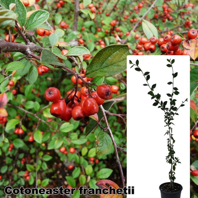 Cotoneaster franchetii