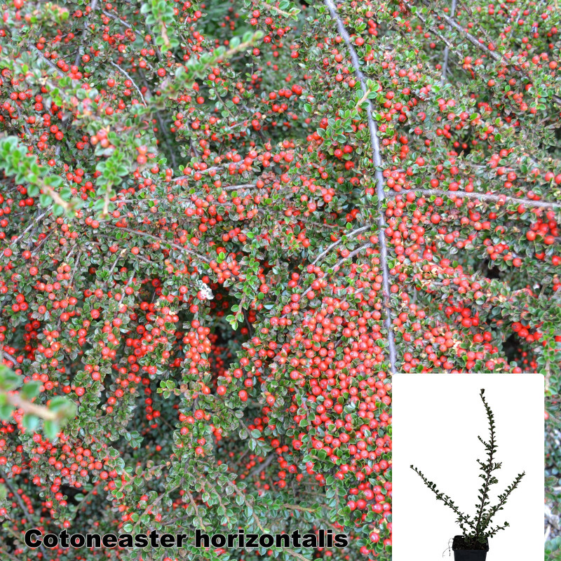 Cotoneaster horizontalis