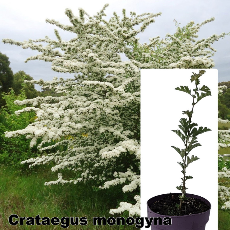 Crataegus monogyna