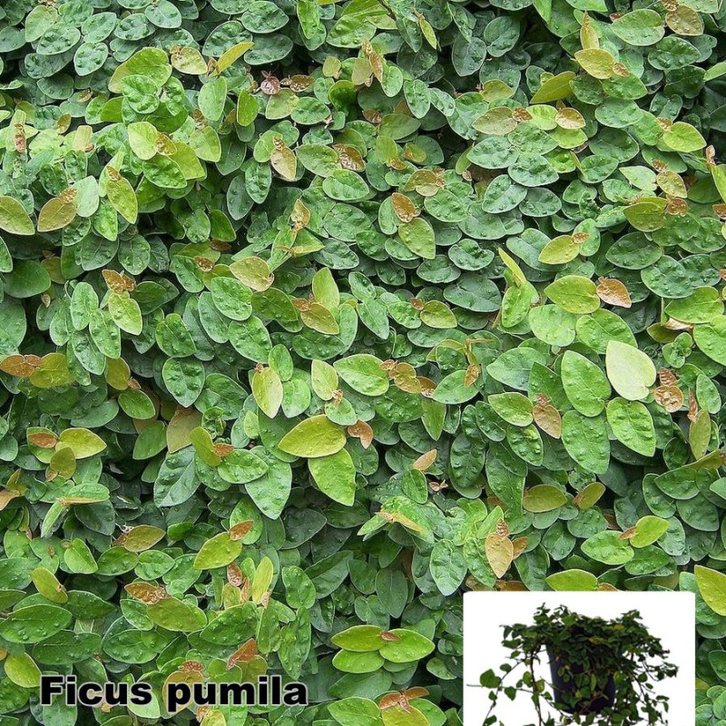 Ficus pumila