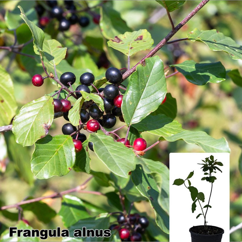 Frangula alnus