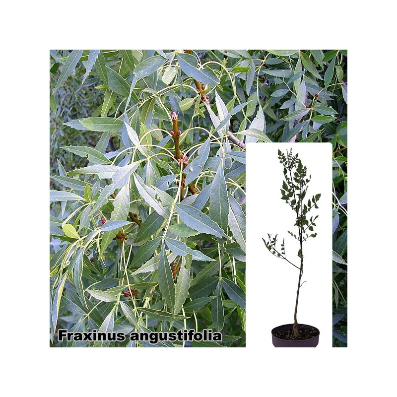 Fraxinus angustifolia