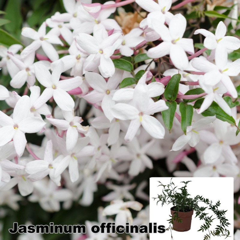 Jasminum officinalis