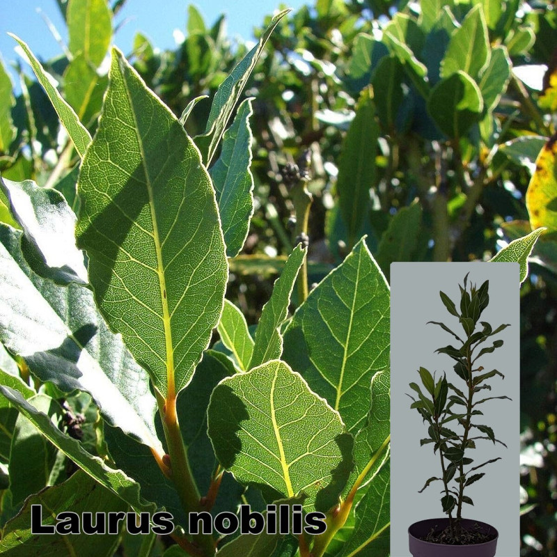 Laurus nobilis
