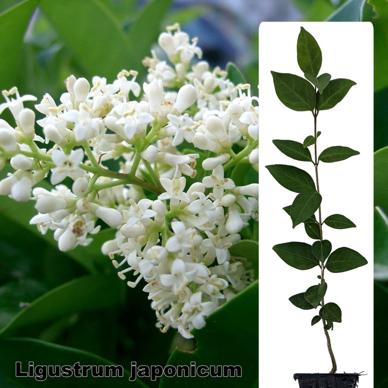 Ligustrum japonicum