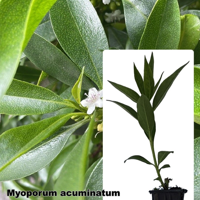 Myoporum acuminatum