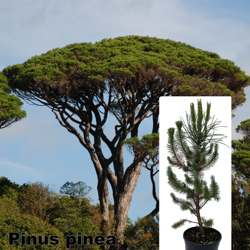 Pinus pinea