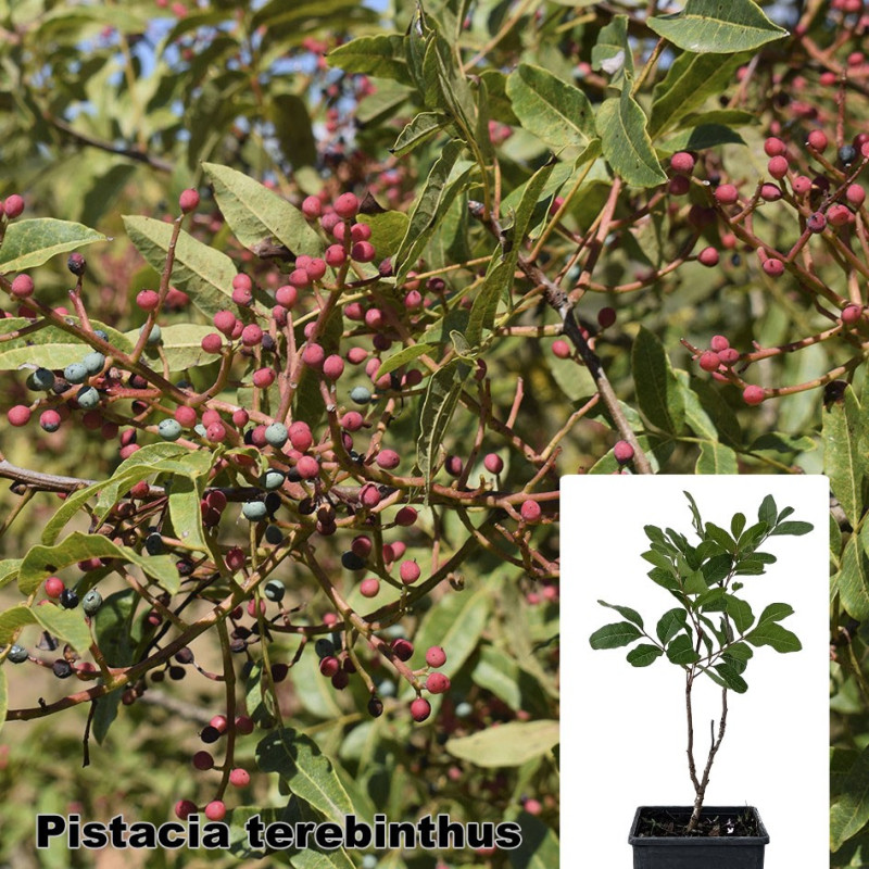 Pistacia terebinthus