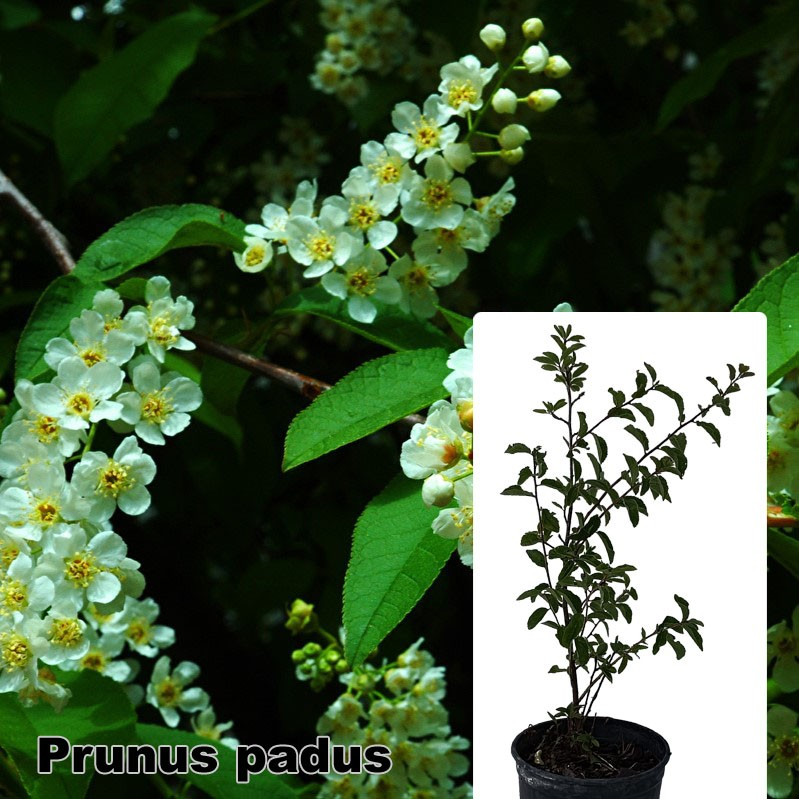 Prunus padus